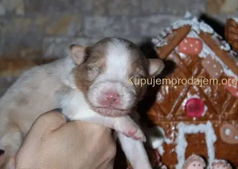 Australijski ovčar štenci - 3/12