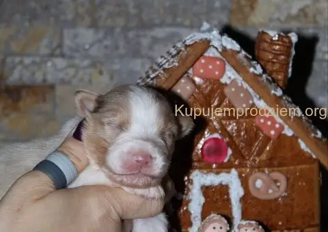 Australijski ovčar štenci - 4/12