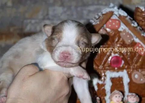 Australijski ovčar štenci - 5/12