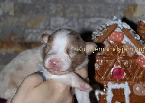 Australijski ovčar štenci - 6/12