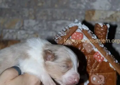 Australijski ovčar štenci - 7/12