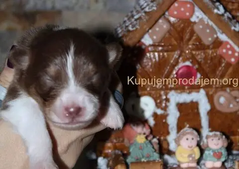 Australijski ovčar štenci - 8/12