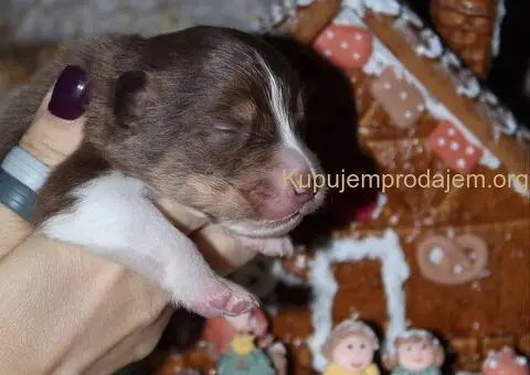 Australijski ovčar štenci - 9/12