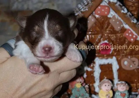 Australijski ovčar štenci - 10/12