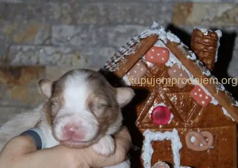 Australijski ovčar štenci - 11/12