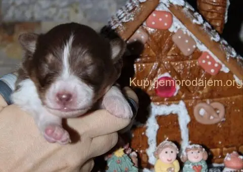 Australijski ovčar štenci - 12/12