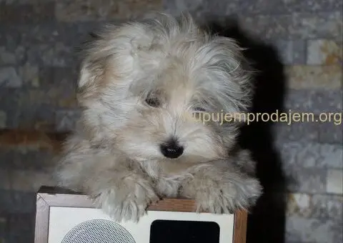 Havanski Bison devojcica - 1/8