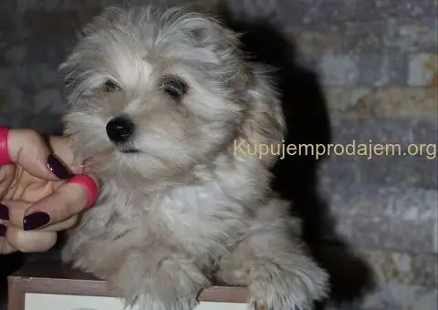 Havanski Bison devojcica - 2/8