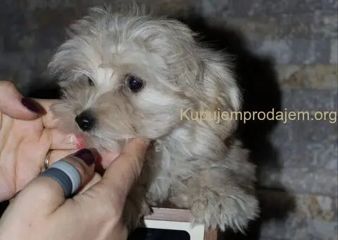 Havanski Bison devojcica - 3/8