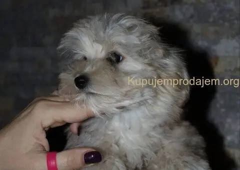 Havanski Bison devojcica - 4/8