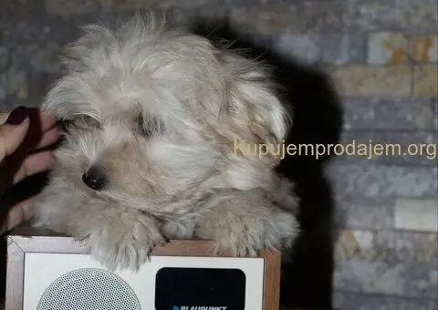Havanski Bison devojcica - 5/8