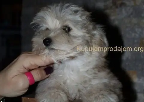 Havanski Bison devojcica - 6/8