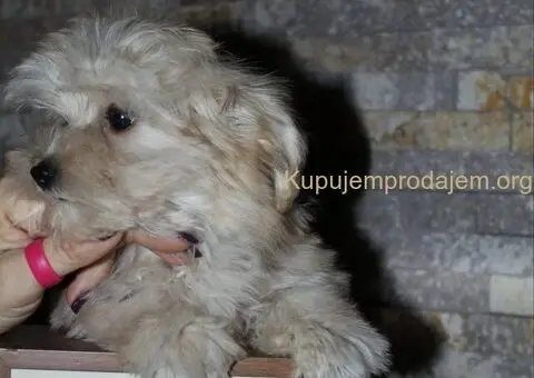 Havanski Bison devojcica - 7/8
