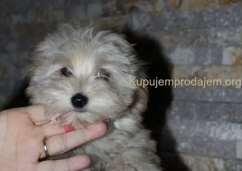 Havanski Bison devojcica - 8/8
