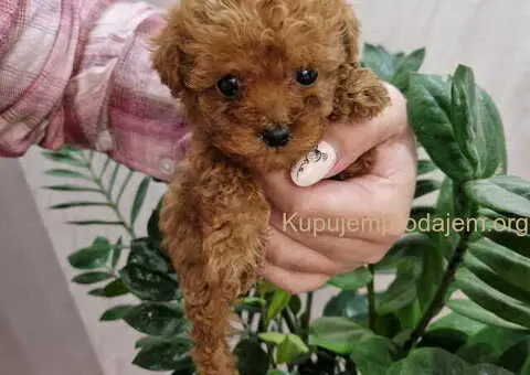 Toy i mini pudlice aprikot i crvene boje - 2/6