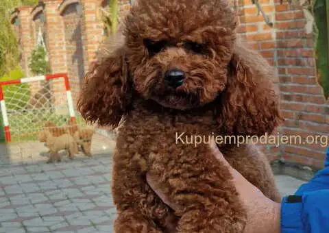 Toy i mini pudlice aprikot i crvene boje - 3/6