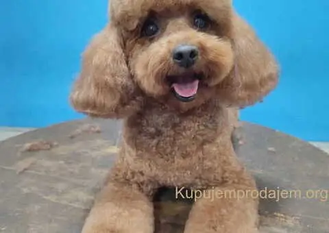 Toy i mini pudlice aprikot i crvene boje - 4/6