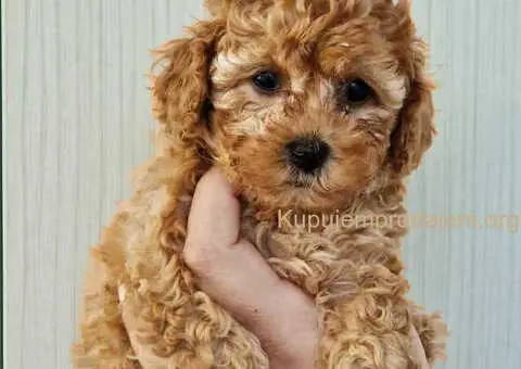 Toy i mini pudlice aprikot i crvene boje - 5/6