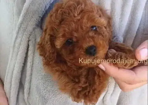 Toy i mini pudlice aprikot i crvene boje - 6/6