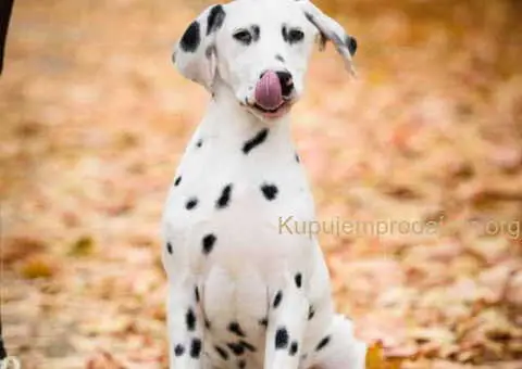 Dalmatinski pas, vrhunski štenci - 1/4