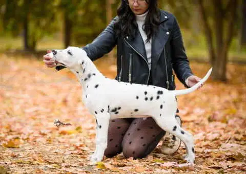 Dalmatinski pas, vrhunski štenci - 2/4