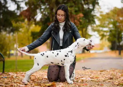 Dalmatinski pas, vrhunski štenci - 3/4