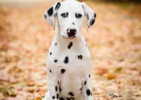 Dalmatinski pas, vrhunski štenci - 4/4