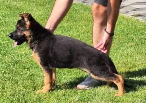 Nemački Ovčar TOP PONUDA - 1/6