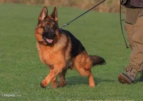 Nemački Ovčar TOP PONUDA - 2/6