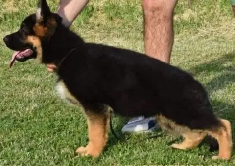 Nemački Ovčar TOP PONUDA - 3/6