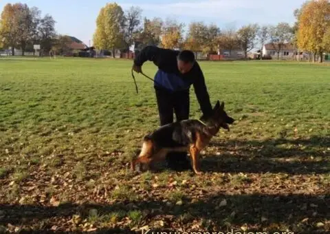 Nemački Ovčar TOP PONUDA - 4/6