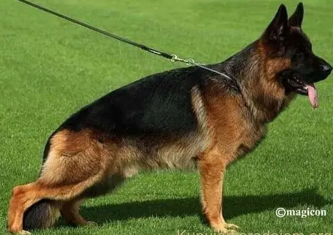 Nemački Ovčar TOP PONUDA - 5/6