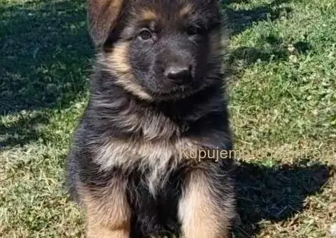 Nemački Ovčar TOP PONUDA - 6/6