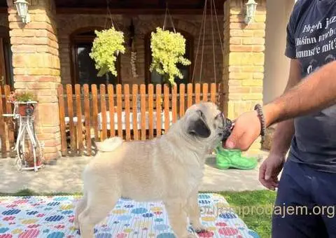 Stenci mopsa u ponudi - 1/5