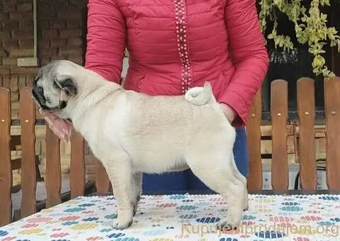 Stenci mopsa u ponudi - 3/5