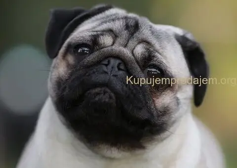 Stenci mopsa u ponudi - 4/5