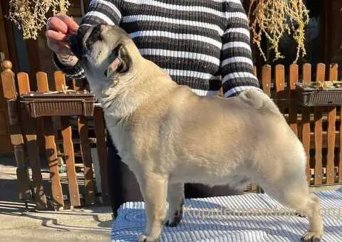 Stenci mopsa u ponudi - 5/5