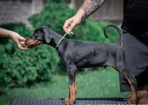 Doberman stenci - 1/10