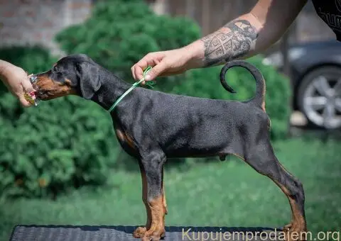 Doberman stenci - 2/10