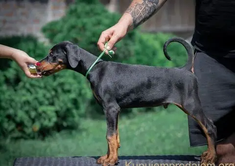 Doberman stenci - 3/10