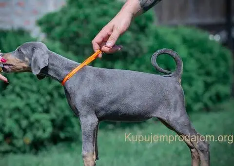 Doberman stenci - 4/10