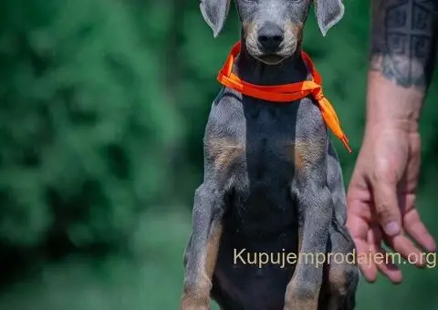 Doberman stenci - 5/10