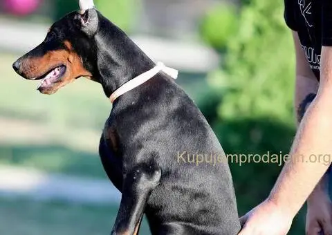 Doberman stenci - 6/10