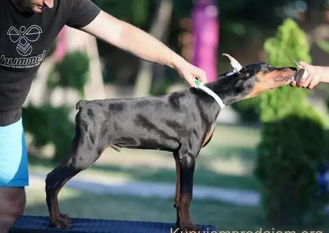 Doberman stenci - 7/10