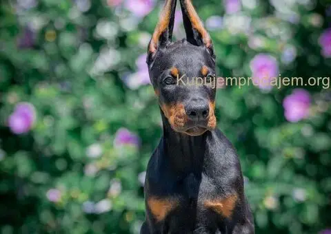 Doberman stenci - 8/10