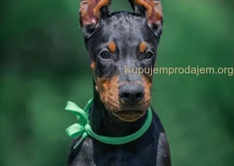 Doberman stenci - 9/10