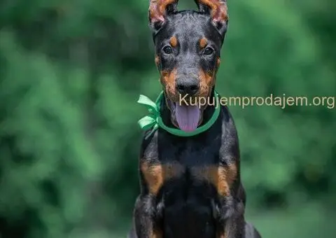 Doberman stenci - 10/10