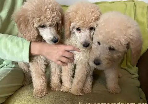 Standard Kraljevska Pudla štenci - 1/13