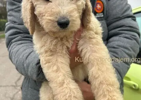 Standard Kraljevska Pudla štenci - 2/13