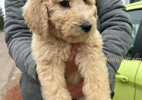 Standard Kraljevska Pudla štenci - 3/13